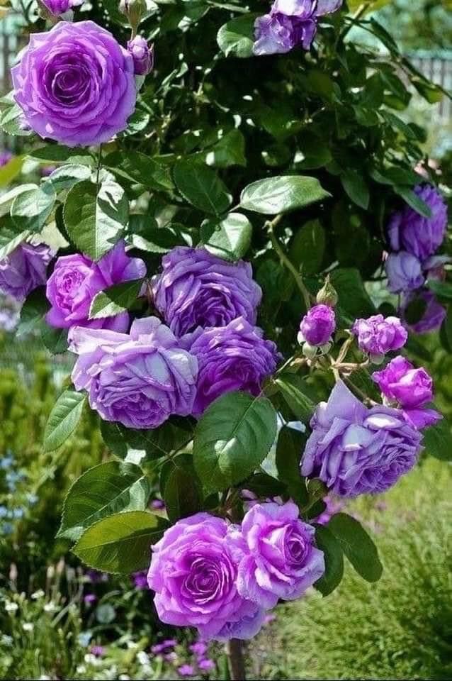 Elegant Climbing Rose Flower Seeds With Plant Growth Suplement