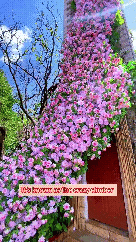 Elegant Climbing Rose Flower Seeds With Plant Growth Suplement